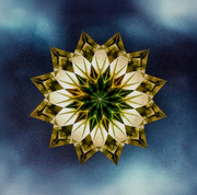 Olive Window Star